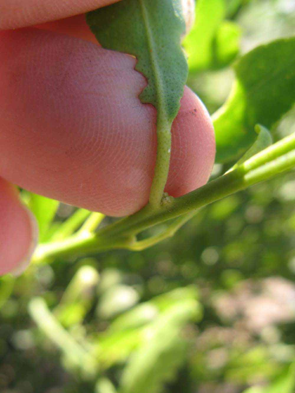              Petiole (Winter Haven, FL)       